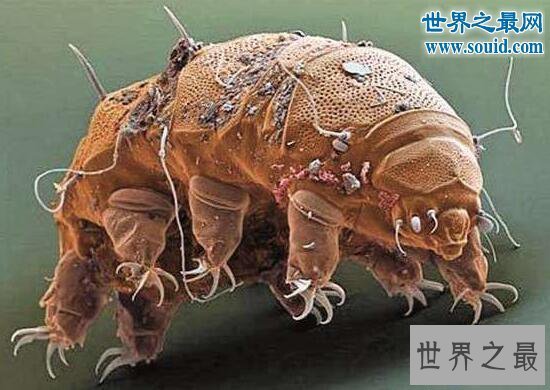 【图】生命力最强的动物缓步动物，甚至可以长生不死