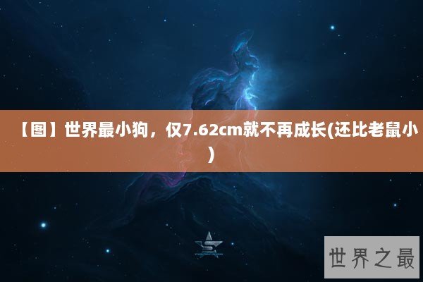 【图】世界最小狗，仅7.62cm就不再成长(还比老鼠小)