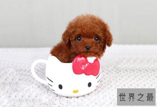 【图】世界最小狗，仅7.62cm就不再成长(还比老鼠小)