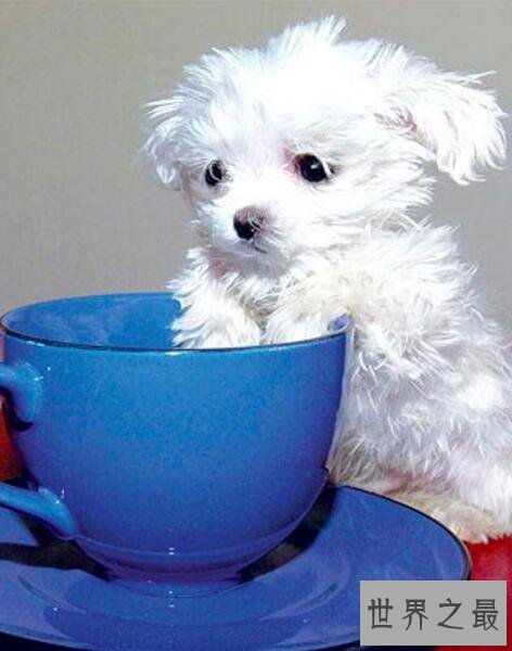 【图】世界最小狗，仅7.62cm就不再成长(还比老鼠小)