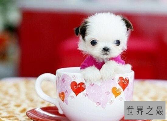 【图】世界最小狗，仅7.62cm就不再成长(还比老鼠小)