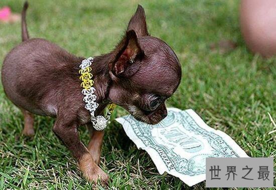 【图】世界最小狗，仅7.62cm就不再成长(还比老鼠小)