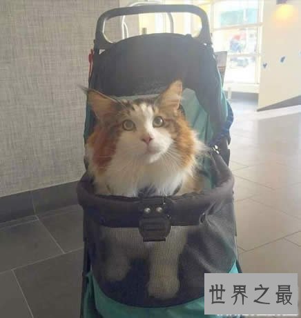 【图】目前世界上最大的猫咪，身长1.22米(重25斤)