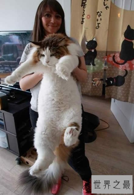 【图】目前世界上最大的猫咪，身长1.22米(重25斤)