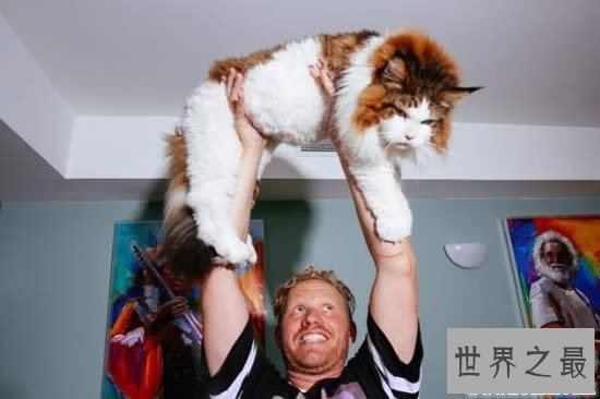 【图】目前世界上最大的猫咪，身长1.22米(重25斤)