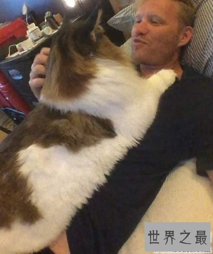 【图】目前世界上最大的猫咪，身长1.22米(重25斤)