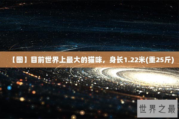【图】目前世界上最大的猫咪，身长1.22米(重25斤)