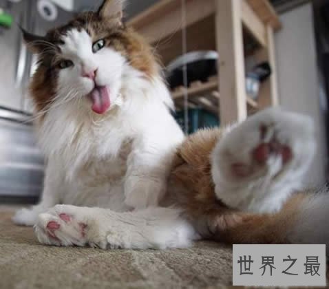 【图】目前世界上最大的猫咪，身长1.22米(重25斤)