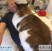 【图】目前世界上最大的猫咪，身长1.22米(重25斤)