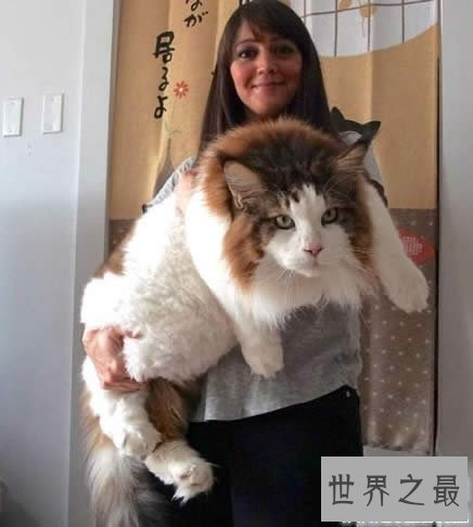 【图】目前世界上最大的猫咪，身长1.22米(重25斤)