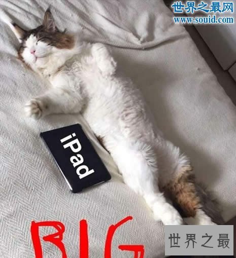 【图】目前世界上最大的猫咪，身长1.22米(重25斤)