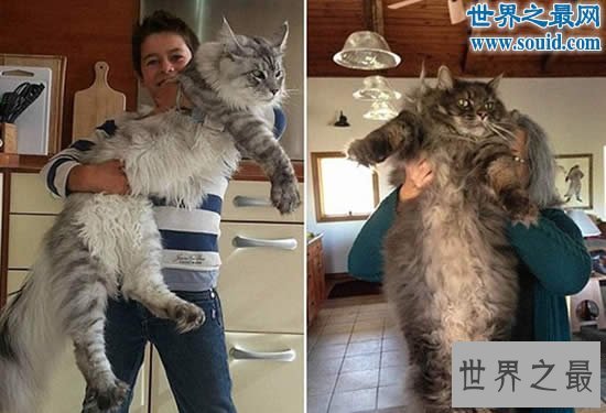 【图】目前世界上最大的猫咪，身长1.22米(重25斤)