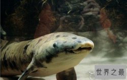 【图】世界最长寿淡水鱼，90岁的肺鱼老爷爷过世