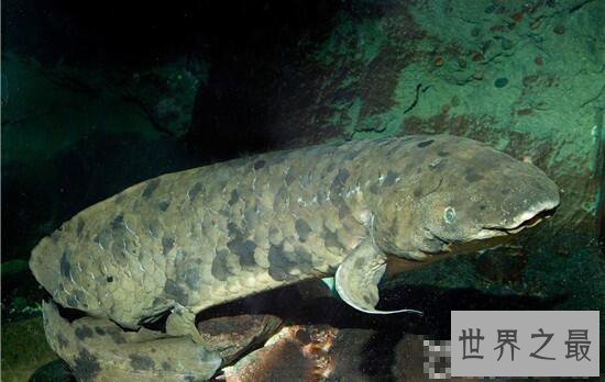 【图】世界最长寿淡水鱼，90岁的肺鱼老爷爷过世