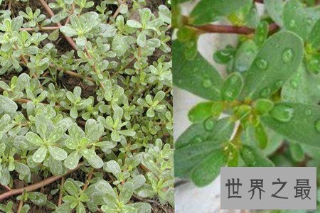 【图】看过马齿笕图片就知道这是你可能会吃过的凉菜