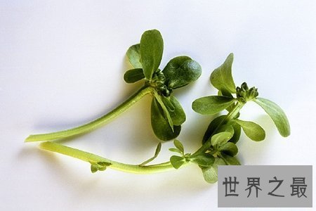 【图】看过马齿笕图片就知道这是你可能会吃过的凉菜