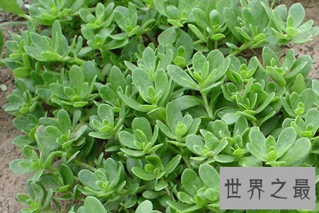 【图】看过马齿笕图片就知道这是你可能会吃过的凉菜