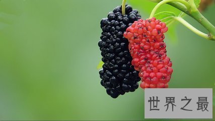 【图】普普通通的桑葚却有着你想象不到的药用价值