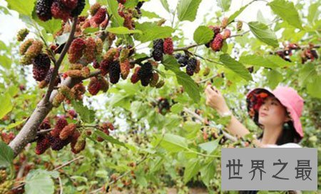 【图】普普通通的桑葚却有着你想象不到的药用价值