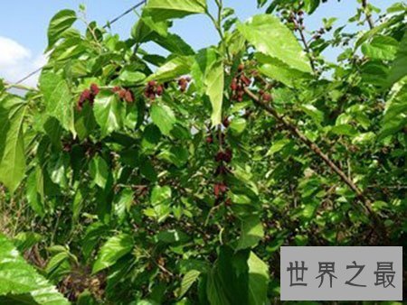 【图】普普通通的桑葚却有着你想象不到的药用价值