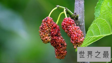 【图】普普通通的桑葚却有着你想象不到的药用价值