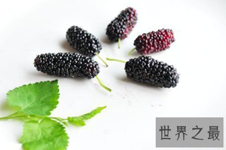 【图】普普通通的桑葚却有着你想象不到的药用价值