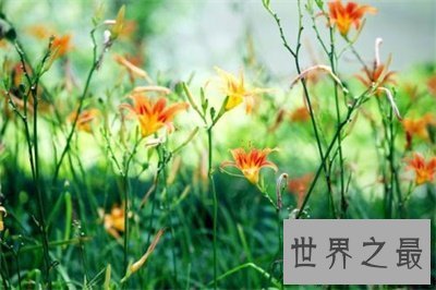 【图】听名字浪漫多情的忘忧草另一个名字竟然是这个