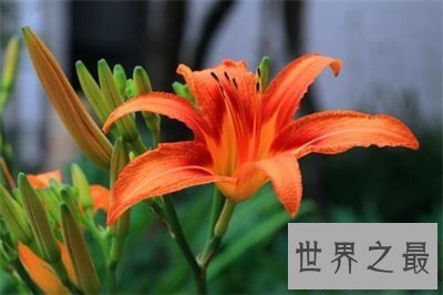 【图】听名字浪漫多情的忘忧草另一个名字竟然是这个