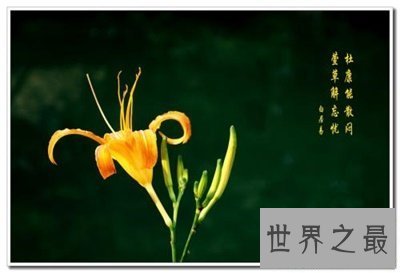 【图】听名字浪漫多情的忘忧草另一个名字竟然是这个