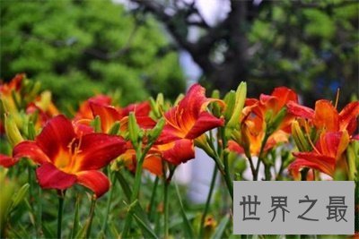 【图】听名字浪漫多情的忘忧草另一个名字竟然是这个