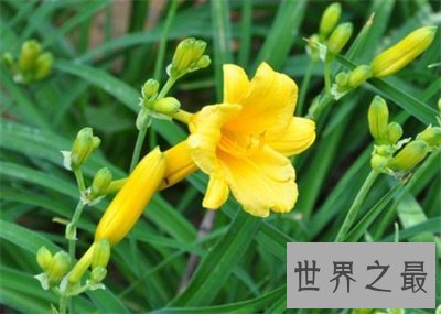 【图】听名字浪漫多情的忘忧草另一个名字竟然是这个