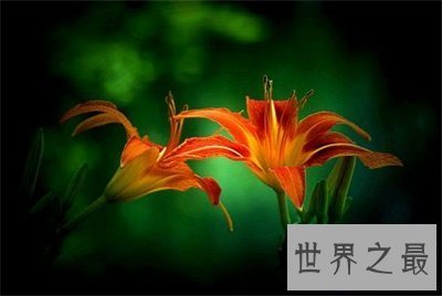 【图】听名字浪漫多情的忘忧草另一个名字竟然是这个