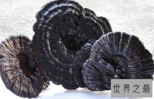 【图】灵芝，是上天垂怜人间的灵草仙药。最补肾益气