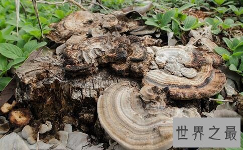 【图】灵芝，是上天垂怜人间的灵草仙药。最补肾益气