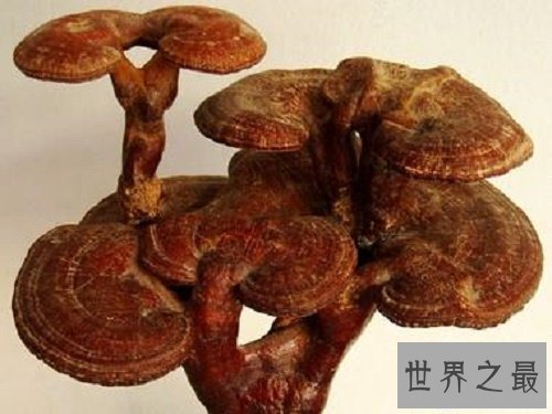 【图】灵芝，是上天垂怜人间的灵草仙药。最补肾益气