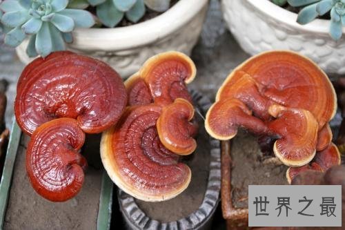 【图】灵芝，是上天垂怜人间的灵草仙药。最补肾益气