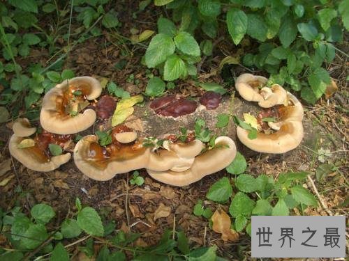【图】灵芝，是上天垂怜人间的灵草仙药。最补肾益气