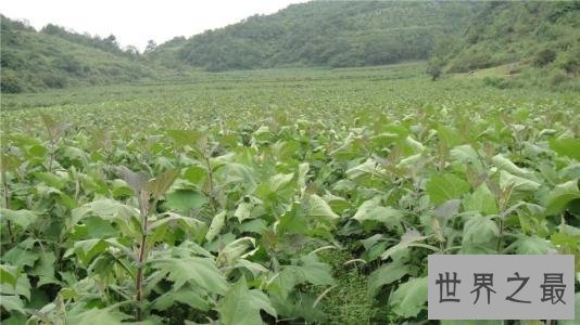 【图】雪莲果，很明显我跟天山雪莲莫得什么关系，可