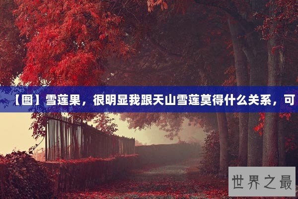 【图】雪莲果，很明显我跟天山雪莲莫得什么关系，可