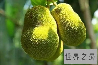 【图】要不是看了菠萝蜜图片 我还真以为是榴莲