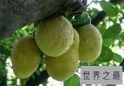 【图】要不是看了菠萝蜜图片 我还真以为是榴莲