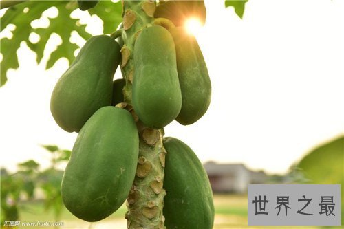 【图】青木瓜功效和作用介绍 青木瓜有哪些营养价值