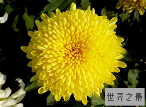 【图】各种花的花语含义介绍 了解花语再送花是对人的