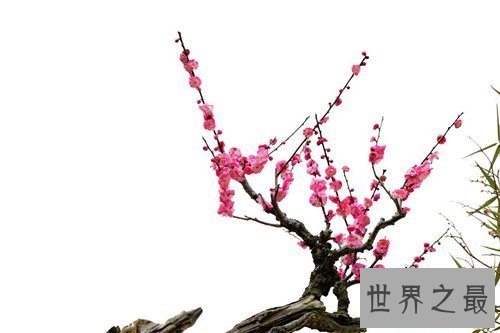 【图】各种花的花语含义介绍 了解花语再送花是对人的