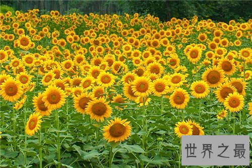 【图】各种花的花语含义介绍 了解花语再送花是对人的