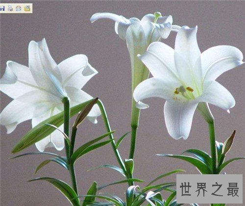 【图】各种花的花语含义介绍 了解花语再送花是对人的