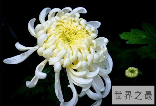【图】各种花的花语含义介绍 了解花语再送花是对人的