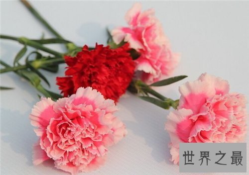 【图】各种花的花语含义介绍 了解花语再送花是对人的