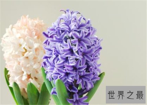 【图】各种花的花语含义介绍 了解花语再送花是对人的