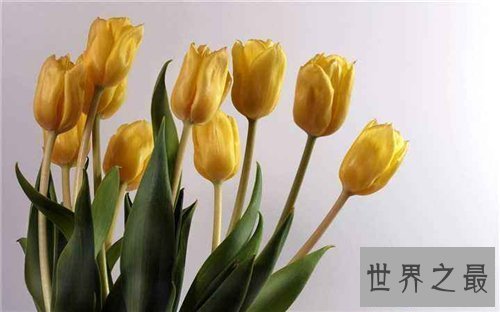 【图】各种花的花语含义介绍 了解花语再送花是对人的